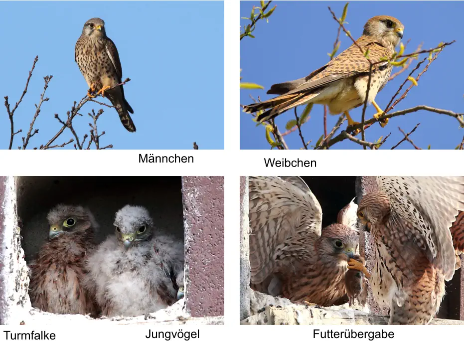 Turmfalke Jungvögel Futterübergabe Männchen Weibchen