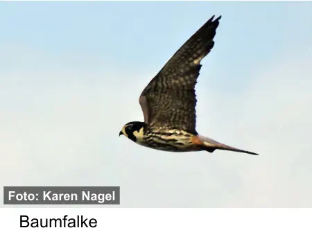 Baumfalke