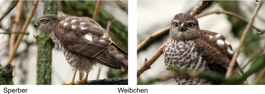 Sperber Weibchen