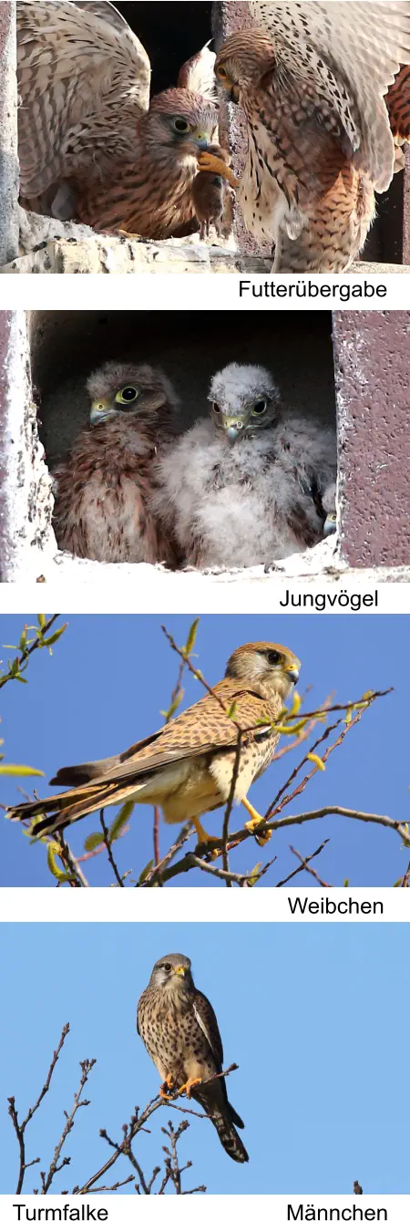 Turmfalke Jungvögel Futterübergabe Männchen Weibchen