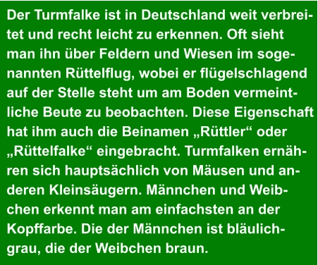 Der Turmfalke ist in Deutschland weit verbrei- tet und recht leicht zu erkennen. Oft sieht  man ihn über Feldern und Wiesen im soge- nannten Rüttelflug, wobei er flügelschlagend  auf der Stelle steht um am Boden vermeint- liche Beute zu beobachten. Diese Eigenschaft  hat ihm auch die Beinamen „Rüttler“ oder  „Rüttelfalke“ eingebracht. Turmfalken ernäh- ren sich hauptsächlich von Mäusen und an- deren Kleinsäugern. Männchen und Weib- chen erkennt man am einfachsten an der  Kopffarbe. Die der Männchen ist bläulich- grau, die der Weibchen braun.