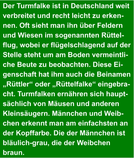 Der Turmfalke ist in Deutschland weit  verbreitet und recht leicht zu erken- nen. Oft sieht man ihn über Feldern  und Wiesen im sogenannten Rüttel- flug, wobei er flügelschlagend auf der  Stelle steht um am Boden vermeintli- che Beute zu beobachten. Diese Ei- genschaft hat ihm auch die Beinamen  „Rüttler“ oder „Rüttelfalke“ eingebra- cht. Turmfalken ernähren sich haupt- sächlich von Mäusen und anderen  Kleinsäugern. Männchen und Weib- chen erkennt man am einfachsten an  der Kopffarbe. Die der Männchen ist  bläulich-grau, die der Weibchen  braun.