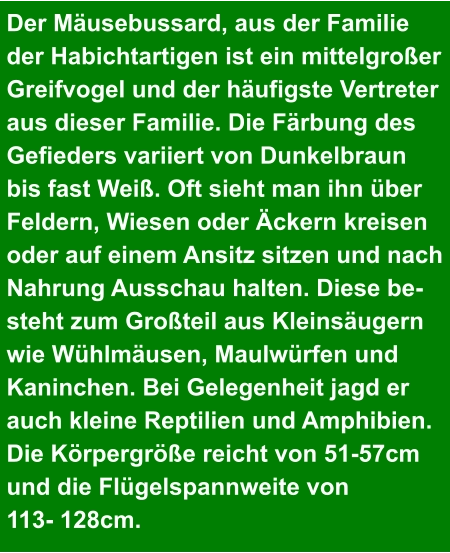 Der Mäusebussard, aus der Familie  der Habichtartigen ist ein mittelgroßer  Greifvogel und der häufigste Vertreter  aus dieser Familie. Die Färbung des  Gefieders variiert von Dunkelbraun  bis fast Weiß. Oft sieht man ihn über Feldern, Wiesen oder Äckern kreisen  oder auf einem Ansitz sitzen und nach  Nahrung Ausschau halten. Diese be- steht zum Großteil aus Kleinsäugern  wie Wühlmäusen, Maulwürfen und  Kaninchen. Bei Gelegenheit jagd er  auch kleine Reptilien und Amphibien.  Die Körpergröße reicht von 51-57cm  und die Flügelspannweite von  113- 128cm.