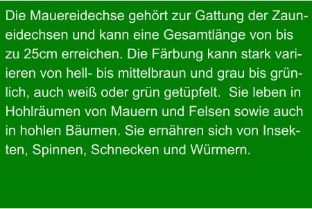 Die Mauereidechse gehört zur Gattung der Zaun- eidechsen und kann eine Gesamtlänge von bis zu 25cm erreichen. Die Färbung kann stark vari- ieren von hell- bis mittelbraun und grau bis grün- lich, auch weiß oder grün getüpfelt.  Sie leben in Hohlräumen von Mauern und Felsen sowie auch in hohlen Bäumen. Sie ernähren sich von Insek- ten, Spinnen, Schnecken und Würmern.