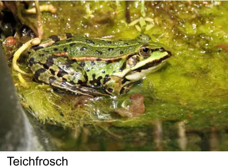 Teichfrosch