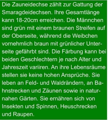 Die Zauneidechse zählt zur Gattung der  Smaragdeidechsen. Ihre Gesamtlänge  kann 18-20cm erreichen. Die Männchen  sind grün mit einem braunen Streifen auf  der Oberseite, während die Weibchen vornehmlich braun mit grünlicher Unter- seite gefährbt sind. Die Färbung kann bei  beiden Geschlechtern je nach Alter und  Jahreszeit variiren. An ihre Lebensräume  stellen sie keine hohen Ansprüche. Sie  leben an Feld- und Waldrändern, an Ba- hnstrecken und Zäunen sowie in natur- nahen Gärten. Sie ernähren sich von  Insekten und Spinnen, Heuschrecken  und Raupen.