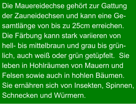 Die Mauereidechse gehört zur Gattung  der Zauneidechsen und kann eine Ge- samtlänge von bis zu 25cm erreichen.  Die Färbung kann stark variieren von  hell- bis mittelbraun und grau bis grün- lich, auch weiß oder grün getüpfelt.  Sie  leben in Hohlräumen von Mauern und  Felsen sowie auch in hohlen Bäumen.  Sie ernähren sich von Insekten, Spinnen, Schnecken und Würmern.