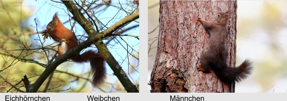 Eichhörnchen Weibchen Männchen