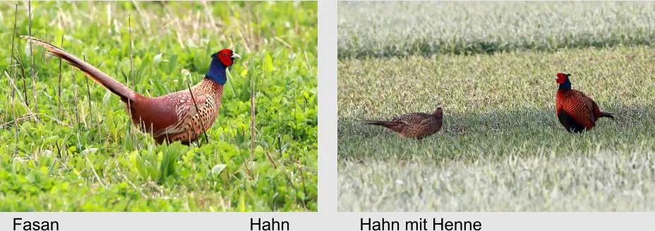 Fasan Hahn Hahn mit Henne