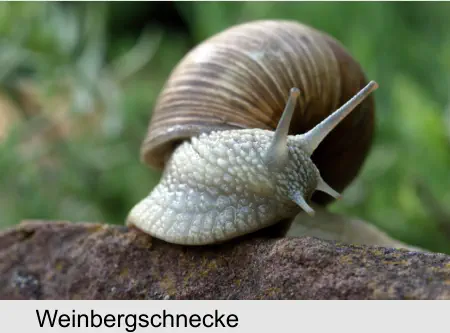 Weinbergschnecke