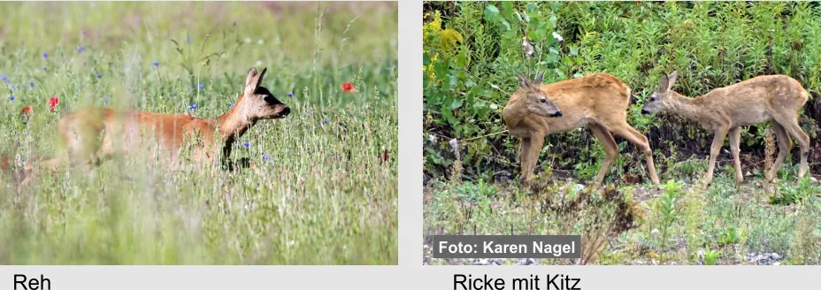 Reh Ricke mit Kitz