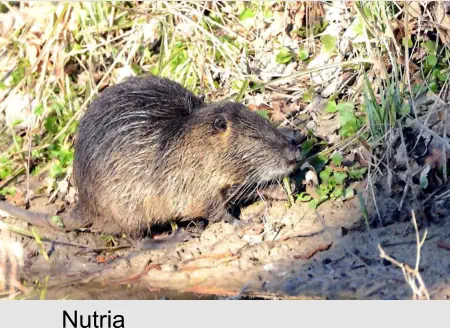 Nutria