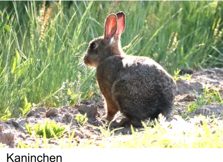 Kaninchen