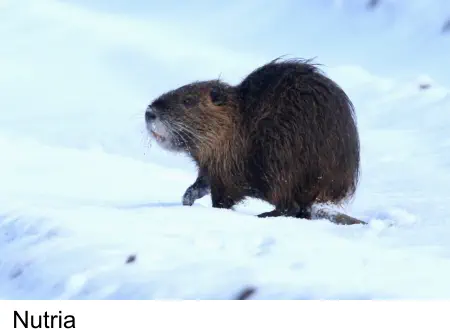 Nutria