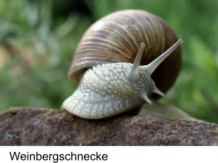 Weinbergschnecke