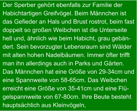 Der Sperber gehört ebenfalls zur Familie der  Habichtartigen Greifvögel. Beim Männchen ist das Gefieder an Hals und Brust rostrot, beim fast doppelt so großen Weibchen ist die Unterseite hell und, ähnlich wie beim Habicht, grau gebän- dert. Sein bevorzugter Lebensraum sind Wälder  mit alten hohen Nadelbäumen. Immer öfter trifft man ihn allerdings auch in Parks und Gärten. Das Männchen hat eine Größe von 29-34cm und eine Spannweite von 58-65cm. Das Weibchen erreicht eine Größe von 35-41cm und eine Flü- gelspannweite von 67-80cm. Ihre Beute besteht hauptsächlich aus Kleinvögeln,