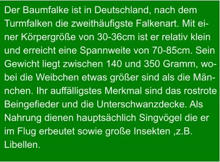 Der Baumfalke ist in Deutschland, nach dem  Turmfalken die zweithäufigste Falkenart. Mit ei- ner Körpergröße von 30-36cm ist er relativ klein und erreicht eine Spannweite von 70-85cm. Sein Gewicht liegt zwischen 140 und 350 Gramm, wo- bei die Weibchen etwas größer sind als die Män- nchen. Ihr auffälligstes Merkmal sind das rostrote Beingefieder und die Unterschwanzdecke. Als Nahrung dienen hauptsächlich Singvögel die er im Flug erbeutet sowie große Insekten ,z.B.  Libellen.