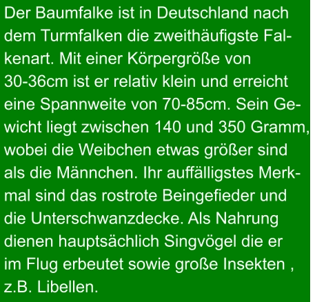 Der Baumfalke ist in Deutschland nach  dem Turmfalken die zweithäufigste Fal- kenart. Mit einer Körpergröße von  30-36cm ist er relativ klein und erreicht  eine Spannweite von 70-85cm. Sein Ge- wicht liegt zwischen 140 und 350 Gramm,  wobei die Weibchen etwas größer sind  als die Männchen. Ihr auffälligstes Merk- mal sind das rostrote Beingefieder und  die Unterschwanzdecke. Als Nahrung  dienen hauptsächlich Singvögel die er im Flug erbeutet sowie große Insekten , z.B. Libellen.